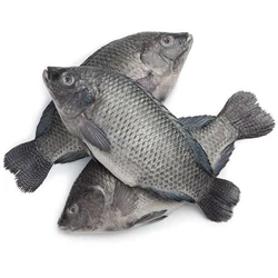 POISSONS TILAPIA 300-500